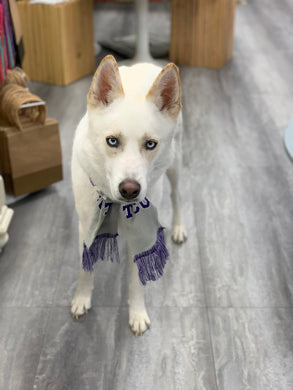 TCU Horned Frog Dog Scarf